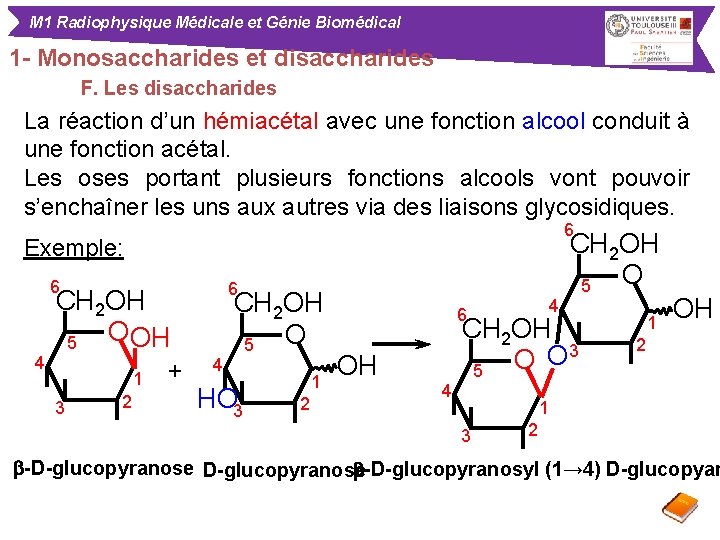M 1 Radiophysique Médicale et Génie Biomédical 1 - Monosaccharides et disaccharides F. Les