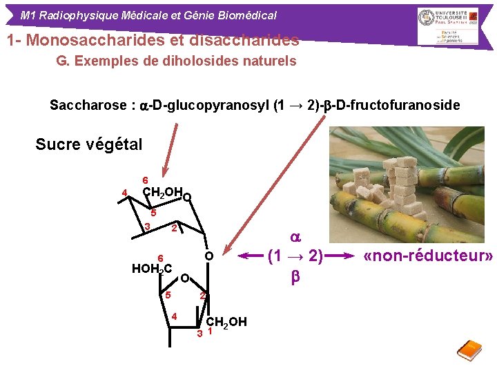M 1 Radiophysique Médicale et Génie Biomédical 1 - Monosaccharides et disaccharides G. Exemples