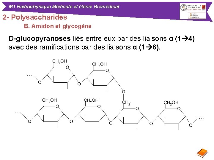 M 1 Radiophysique Médicale et Génie Biomédical 2 - Polysaccharides B. Amidon et glycogène