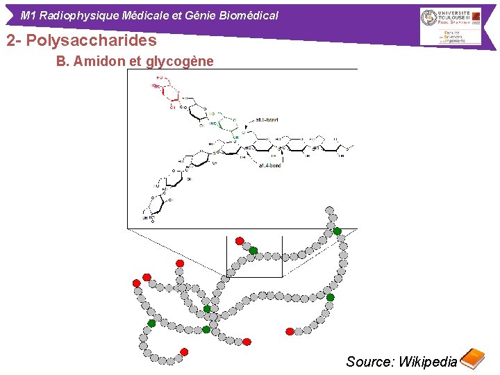 M 1 Radiophysique Médicale et Génie Biomédical 2 - Polysaccharides B. Amidon et glycogène