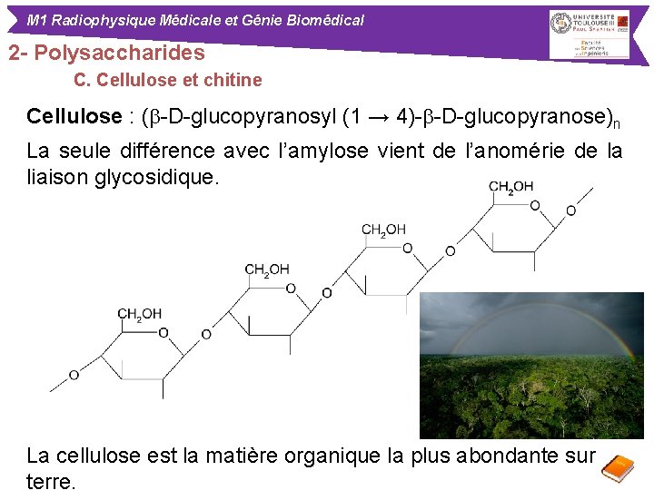 M 1 Radiophysique Médicale et Génie Biomédical 2 - Polysaccharides C. Cellulose et chitine
