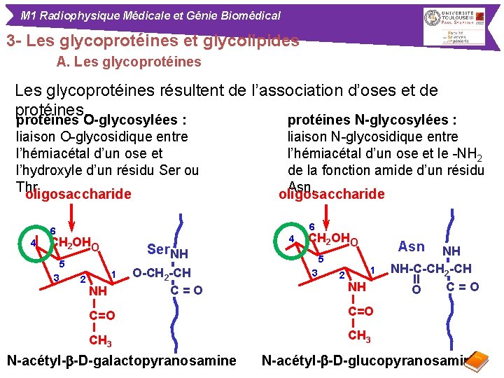 M 1 Radiophysique Médicale et Génie Biomédical 3 - Les glycoprotéines et glycolipides A.