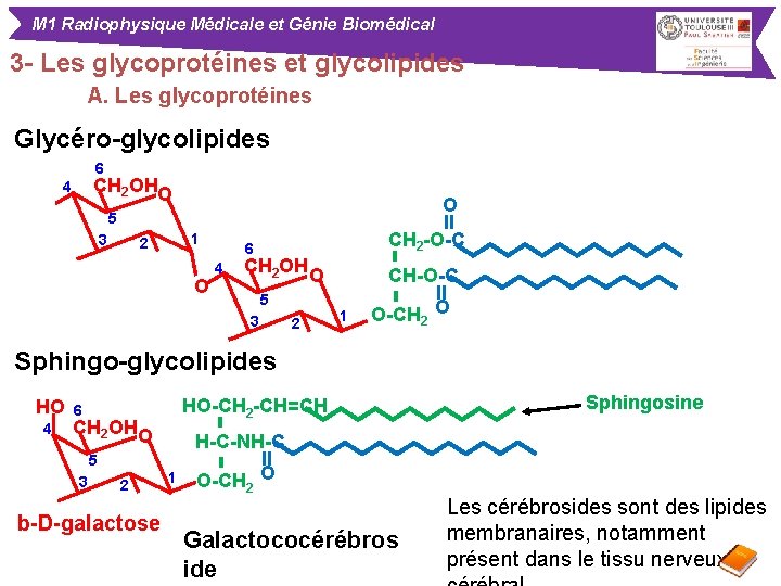 M 1 Radiophysique Médicale et Génie Biomédical 3 - Les glycoprotéines et glycolipides A.