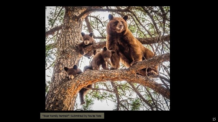 "Bear Family Portrait": Submitted by Tavita Tata 15 