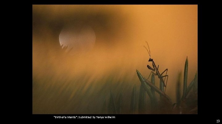 "Birth of a Mantis": Submitted by Tonya Wilhelm 19 