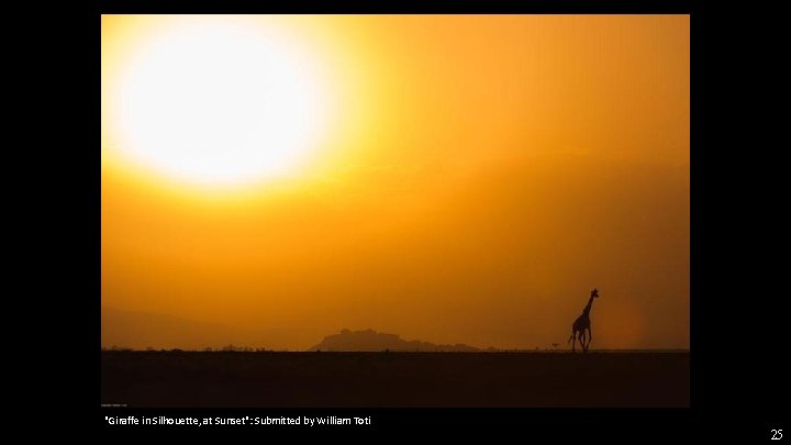 "Giraffe in Silhouette, at Sunset": Submitted by William Toti 25 