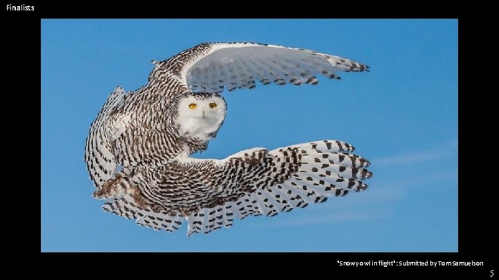Finalists "Snowy owl in flight": Submitted by Tom Samuelson 5 
