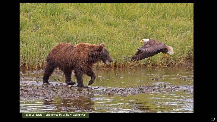 "Bear vs. Eagle" : Submitted by William Walkowiak 59 