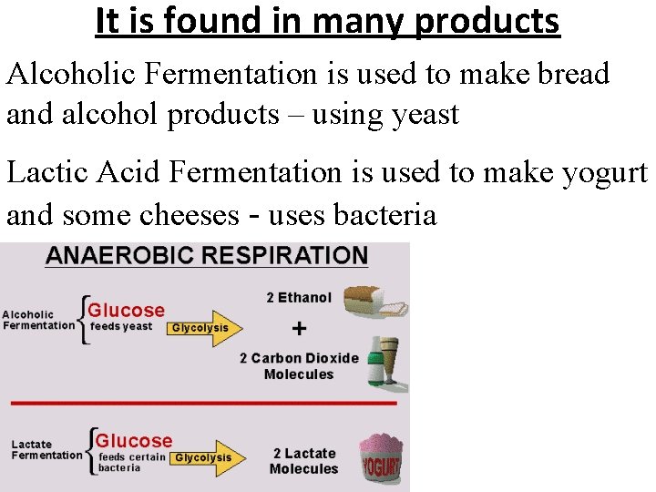 It is found in many products Alcoholic Fermentation is used to make bread and