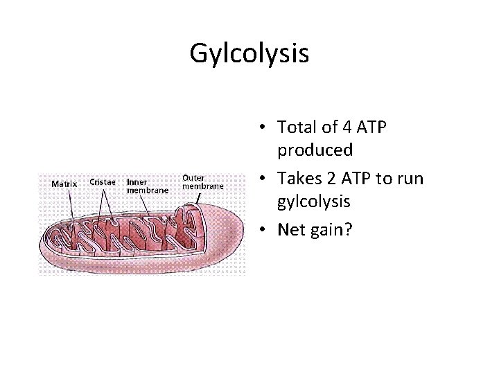 Gylcolysis • Total of 4 ATP produced • Takes 2 ATP to run gylcolysis