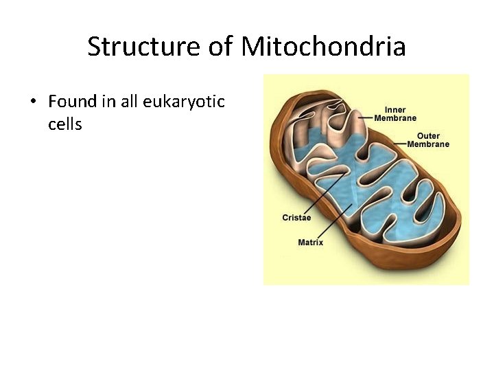 Structure of Mitochondria • Found in all eukaryotic cells 