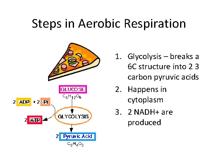 Steps in Aerobic Respiration 1. Glycolysis – breaks a 6 C structure into 2