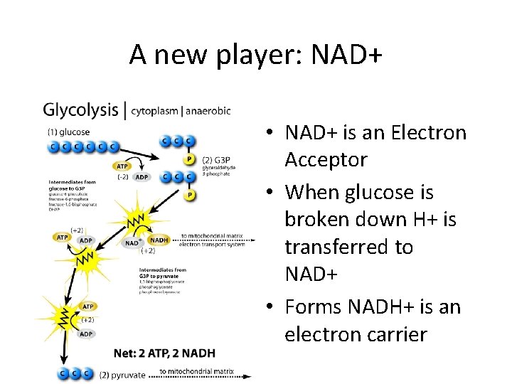 A new player: NAD+ • NAD+ is an Electron Acceptor • When glucose is