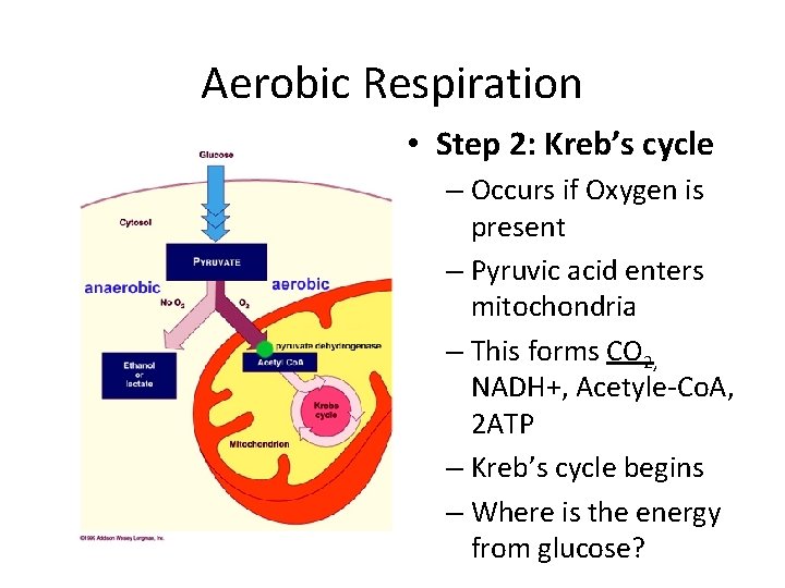 Aerobic Respiration • Step 2: Kreb’s cycle – Occurs if Oxygen is present –