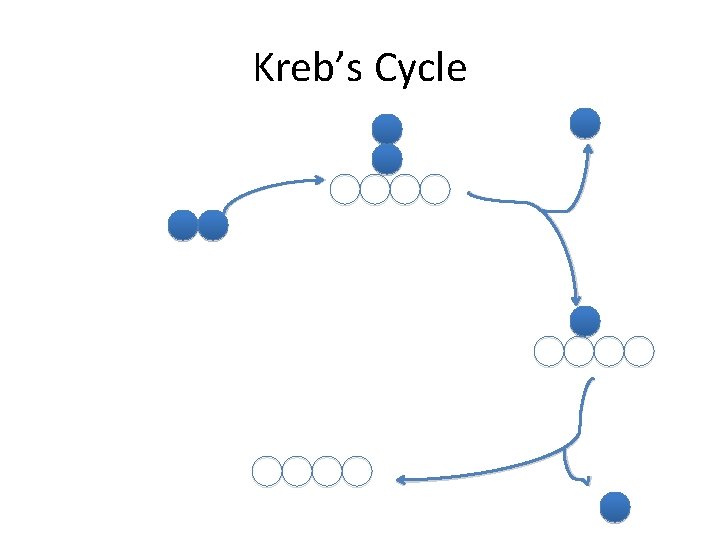 Kreb’s Cycle 