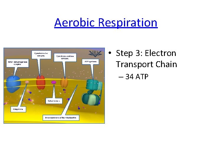 Aerobic Respiration • Step 3: Electron Transport Chain – 34 ATP 