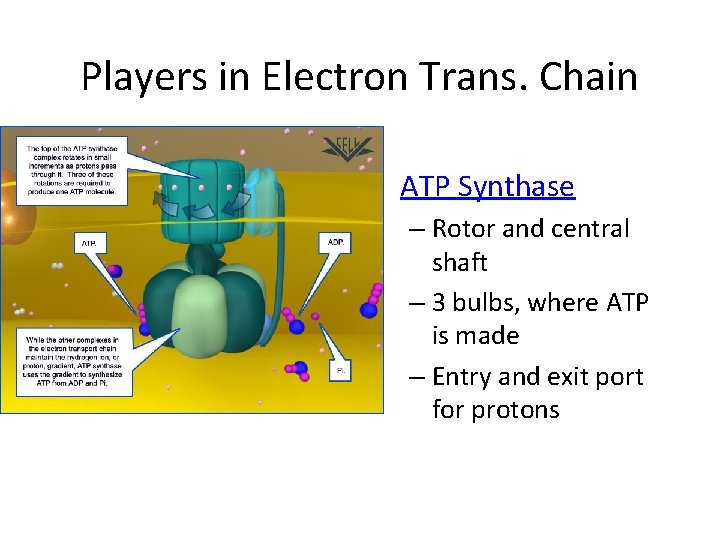 Players in Electron Trans. Chain • ATP Synthase – Rotor and central shaft –