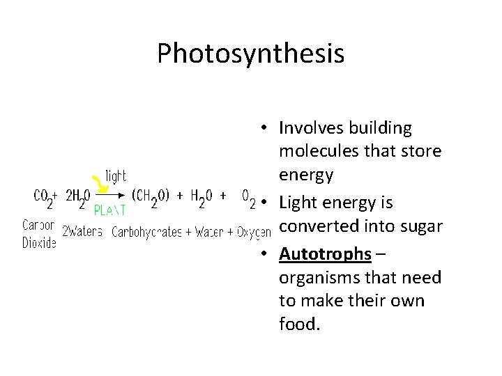 Photosynthesis • Involves building molecules that store energy • Light energy is converted into