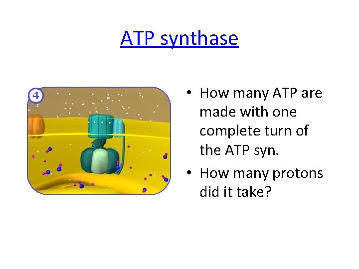 ATP synthase • How many ATP are made with one complete turn of the