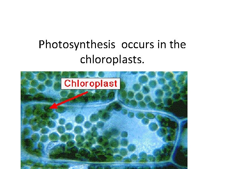 Photosynthesis occurs in the chloroplasts. 
