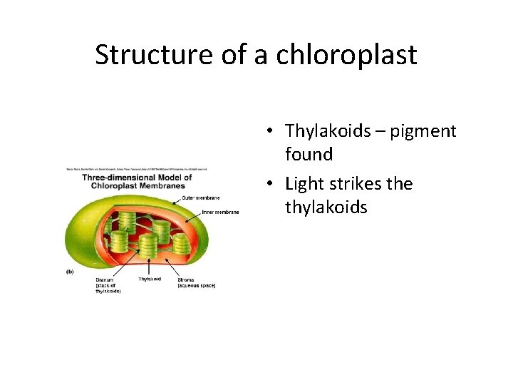 Structure of a chloroplast • Thylakoids – pigment found • Light strikes the thylakoids