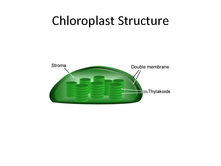 Chloroplast Structure 