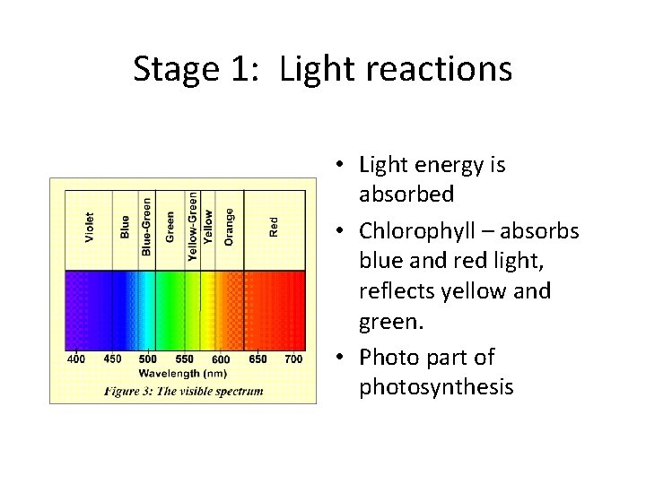 Stage 1: Light reactions • Light energy is absorbed • Chlorophyll – absorbs blue