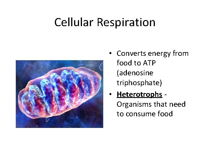 Cellular Respiration • Converts energy from food to ATP (adenosine triphosphate) • Heterotrophs Organisms