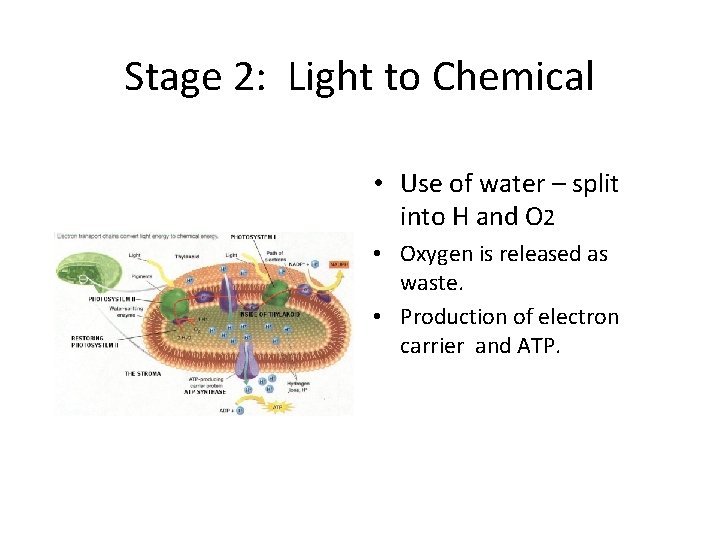 Stage 2: Light to Chemical • Use of water – split into H and