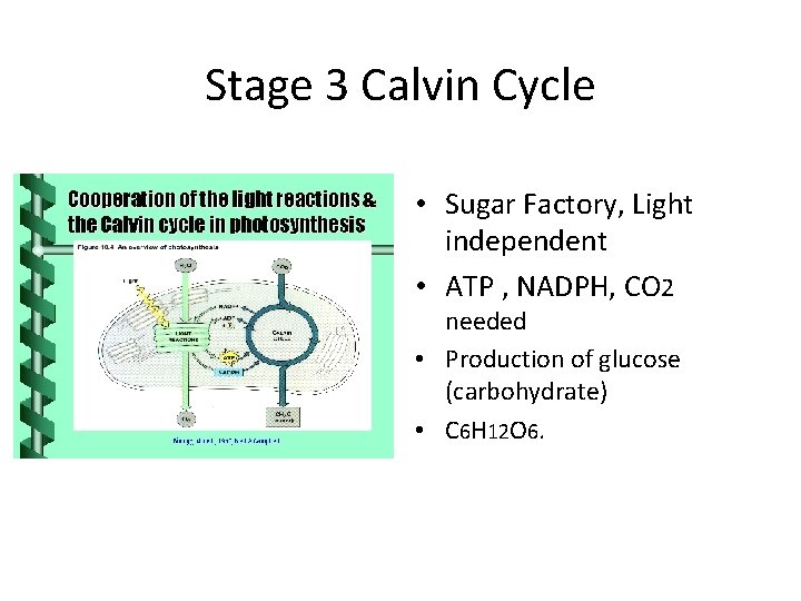 Stage 3 Calvin Cycle • Sugar Factory, Light independent • ATP , NADPH, CO