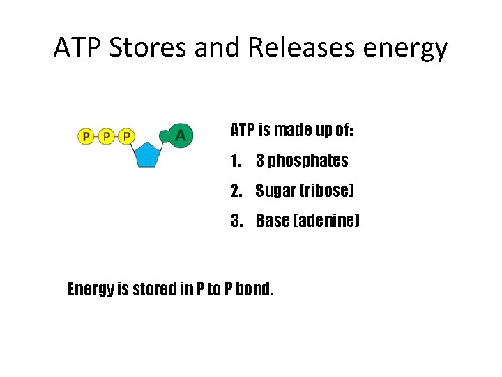 ATP Stores and Releases energy ATP is made up of: 1. 3 phosphates 2.
