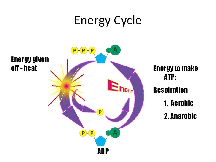 Energy Cycle Energy given off - heat Energy to make ATP: Respiration 1. Aerobic