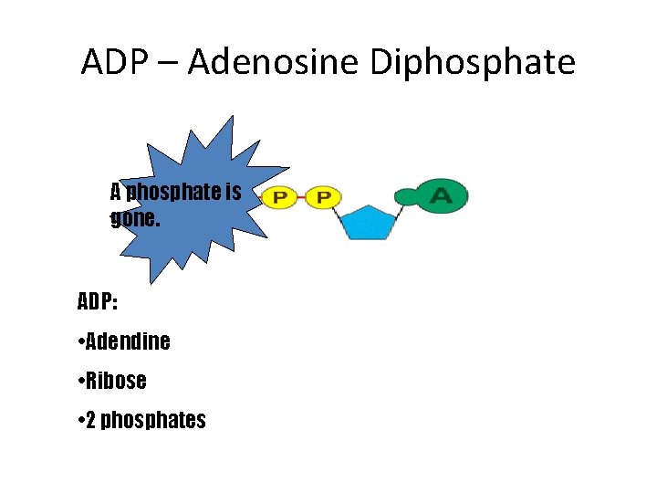 ADP – Adenosine Diphosphate A phosphate is gone. ADP: • Adendine • Ribose •