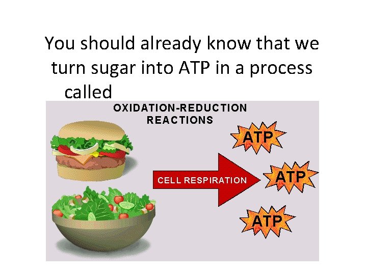 You should already know that we turn sugar into ATP in a process called
