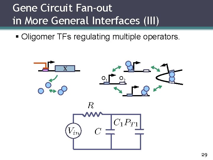 Gene Circuit Fan-out in More General Interfaces (III) § Oligomer TFs regulating multiple operators.