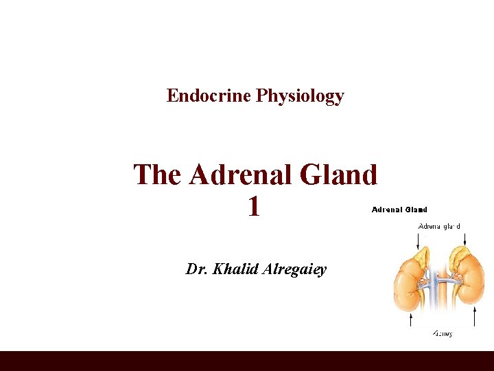 Endocrine Physiology The Adrenal Gland 1 Dr. Khalid Alregaiey 