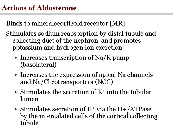 Actions of Aldosterone Binds to mineralocorticoid receptor [MR] Stimulates sodium reabsorption by distal tubule