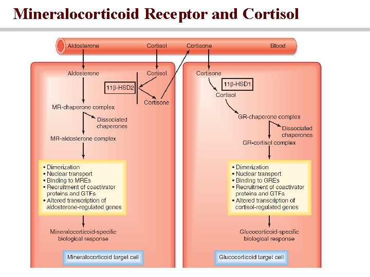 Mineralocorticoid Receptor and Cortisol 