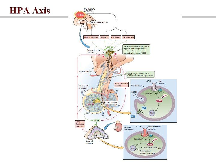 HPA Axis 