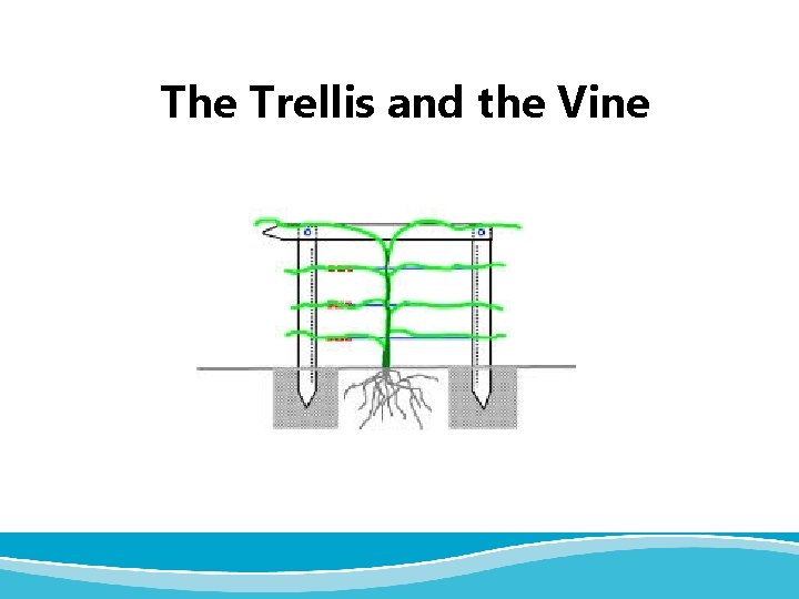 The Trellis and the Vine 