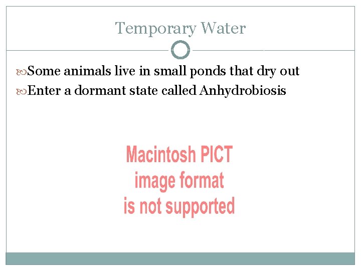 Temporary Water Some animals live in small ponds that dry out Enter a dormant