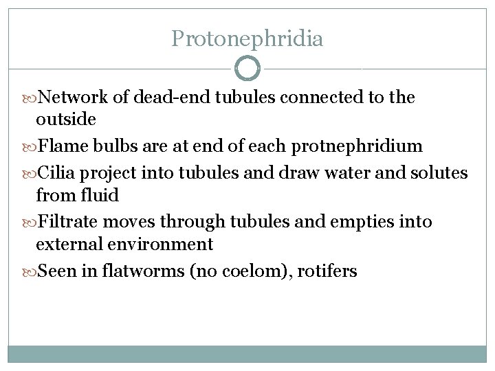 Protonephridia Network of dead-end tubules connected to the outside Flame bulbs are at end