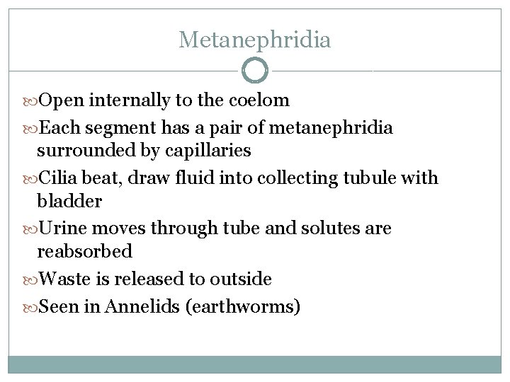 Metanephridia Open internally to the coelom Each segment has a pair of metanephridia surrounded