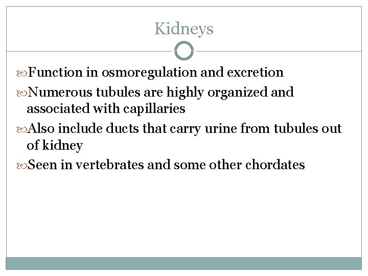 Kidneys Function in osmoregulation and excretion Numerous tubules are highly organized and associated with