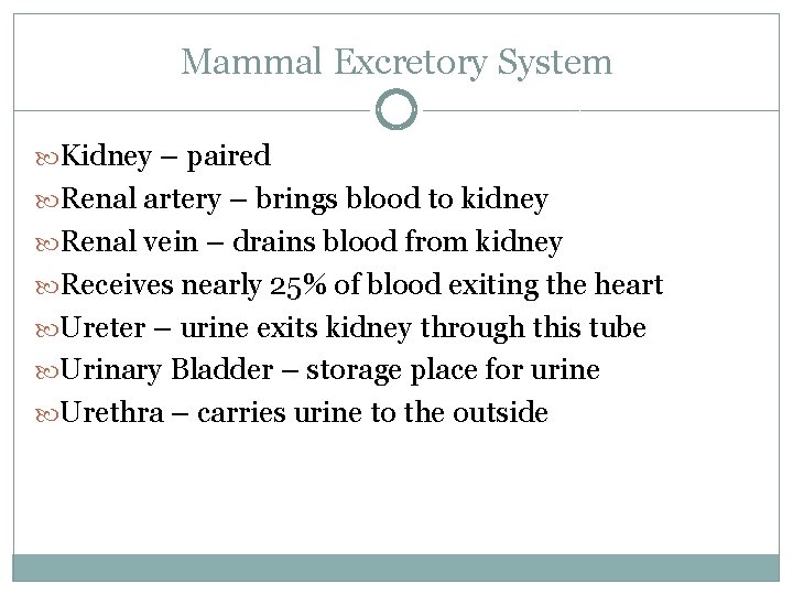 Mammal Excretory System Kidney – paired Renal artery – brings blood to kidney Renal