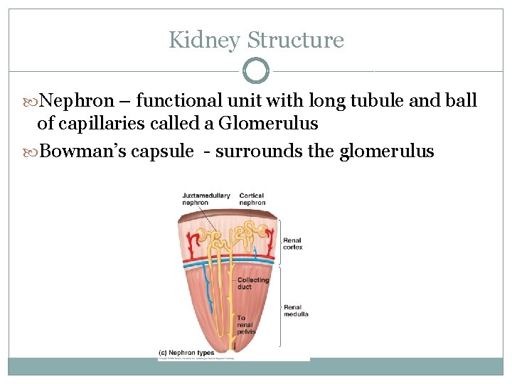 Kidney Structure Nephron – functional unit with long tubule and ball of capillaries called