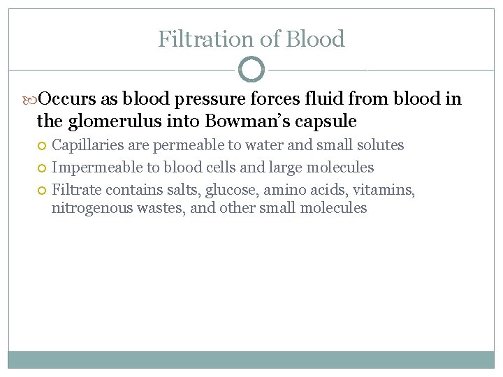 Filtration of Blood Occurs as blood pressure forces fluid from blood in the glomerulus