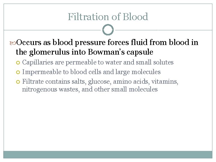 Filtration of Blood Occurs as blood pressure forces fluid from blood in the glomerulus