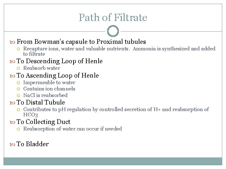Path of Filtrate From Bowman’s capsule to Proximal tubules Recapture ions, water and valuable