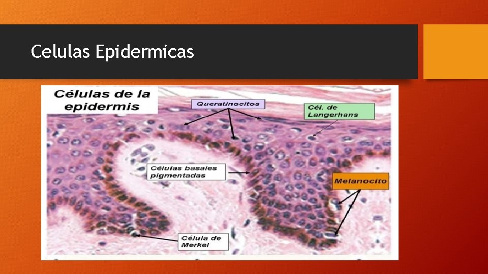 Celulas Epidermicas 